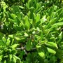 Pittosporum tobira 'Nanum' blad